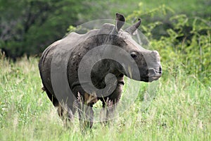 White rhino young