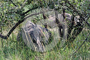 White rhino, Ziwa, Uganda