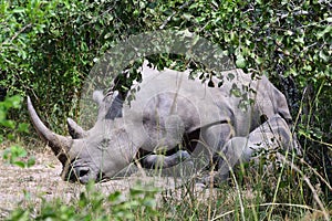 White rhino, Ziwa, Uganda