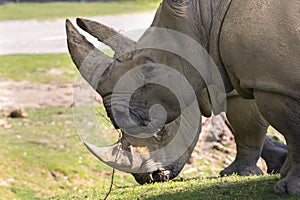 Rhino in a zoo in Italy photo