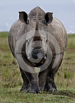 White rhinoceros