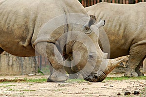 White Rhinoceros