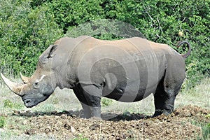 White rhinoceros