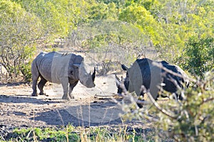 White rhinoceros