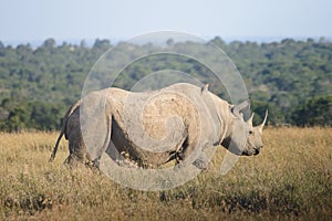 A white rhinoceros