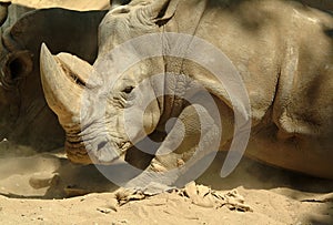 White rhinoceros