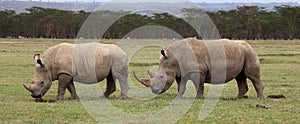 White Rhinoceros photo