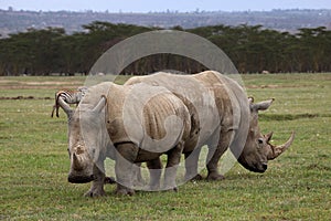 White Rhinoceros photo