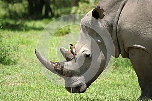 White Rhinoceros