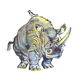 White rhinoceros