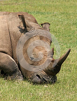 White Rhinoceros