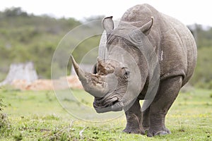 White rhinoceros