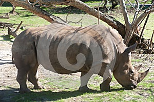 White Rhinoceros