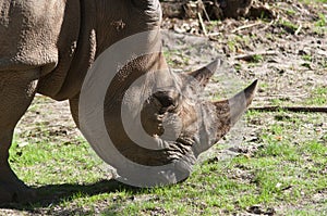 White Rhinoceros