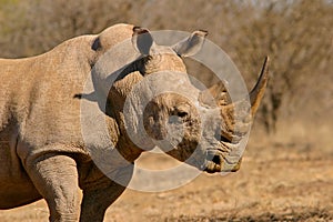 White rhinoceros