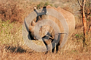 White rhinoceros