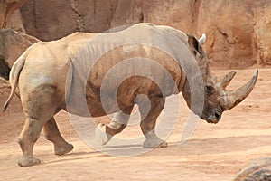 White rhinoceros