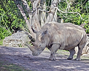 White Rhinoceros