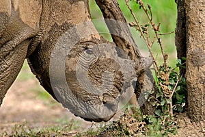 White rhinoceros