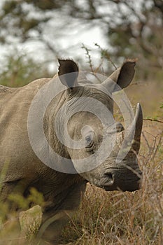 White Rhinoceros