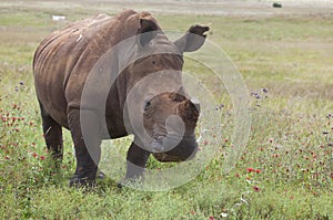 White Rhinoceros