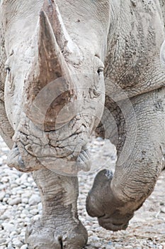 White rhinoceros