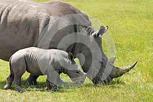 White rhinoceros with 5 weeks calf