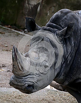 White rhinoceros