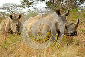 White Rhinoceros