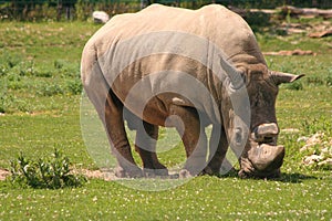 Bianco rinoceronte 