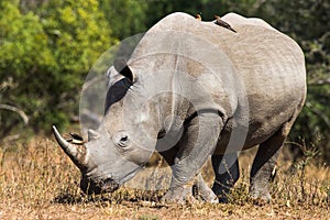 White Rhinoceros