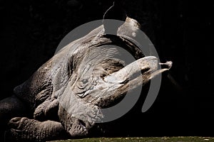 White Rhinoceros