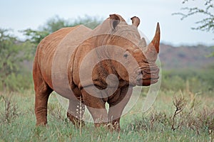 White rhinoceros