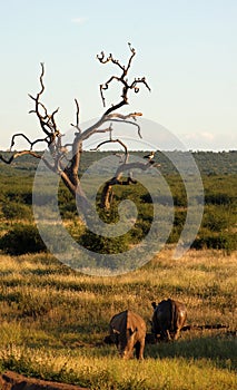 White Rhinoceros