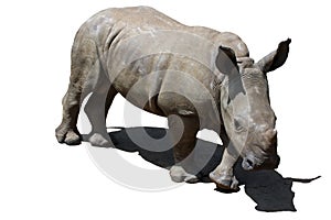 White Rhinoceros