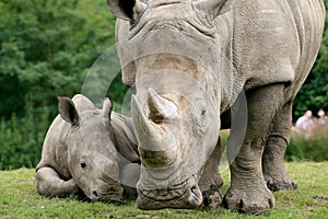 White Rhinoceros photo