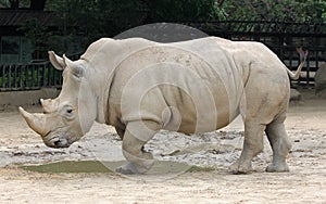 White rhinoceros