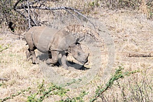 White rhinoceros baby South Africa