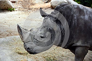 White rhinoceros photo