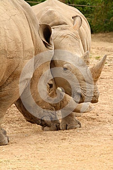 White Rhinoceros Battle 2 photo