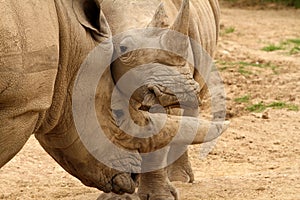 White Rhinoceros Battle 1 photo