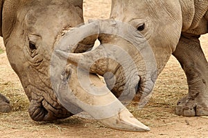 White Rhinoceros Battle 4 photo