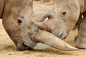White Rhinoceros Battle 3 photo