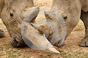 White Rhinoceros Battle 6 photo