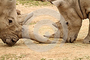 White Rhinoceros Battle 8 photo