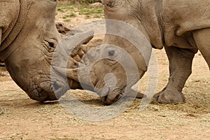 White Rhinoceros Battle 10 photo
