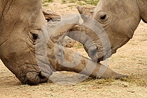 White Rhinoceros Battle 12 photo