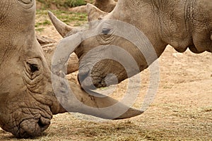 White Rhinoceros Battle13 photo