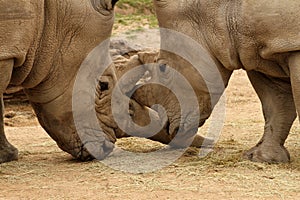 White Rhinoceros Battle 16 photo