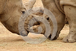 White Rhinoceros Battle 17 photo